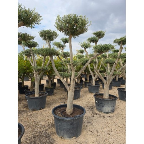 Olea plato tronco joven 40/60 160 lt